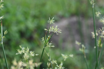 Cyperus rotundus grass. Its common names  coco grass, Java grass, nut grass, purple nut sedge, purple nutsedge, red nutsedge and  Khmer kravanh check grass. This is a species of sedge Cyperaceae. 