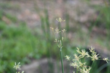 Cyperus rotundus grass. Its common names  coco grass, Java grass, nut grass, purple nut sedge, purple nutsedge, red nutsedge and  Khmer kravanh check grass. This is a species of sedge Cyperaceae. 