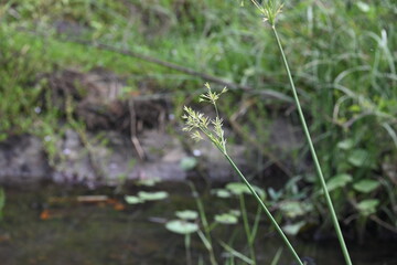 Cyperus rotundus grass. Its common names  coco grass, Java grass, nut grass, purple nut sedge, purple nutsedge, red nutsedge and  Khmer kravanh check grass. This is a species of sedge Cyperaceae. 
