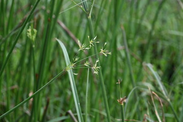 Cyperus rotundus grass. Its common names  coco grass, Java grass, nut grass, purple nut sedge, purple nutsedge, red nutsedge and  Khmer kravanh check grass. This is a species of sedge Cyperaceae. 