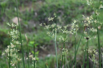 Cyperus rotundus grass. Its common names  coco grass, Java grass, nut grass, purple nut sedge, purple nutsedge, red nutsedge and  Khmer kravanh check grass. This is a species of sedge Cyperaceae. 