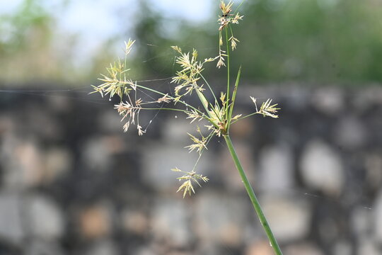 Cyperus rotundus grass. Its common names &nbsp;coco grass,&nbsp;Java grass,&nbsp;nut grass,&nbsp;purple nut sedge,&nbsp;purple nutsedge, red nutsedge and &nbsp;Khmer&nbsp;kravanh check grass. This is a species of&nbsp;sedge&nbsp;Cyperaceae. 