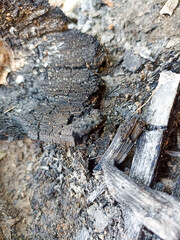 charcoal from burnt wood residue. ashes left over from the fire