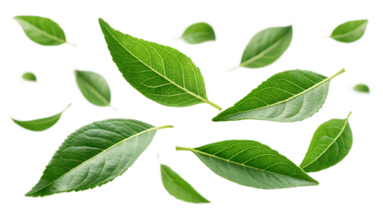  flying fresh green curry leaves with natural on white background PNG