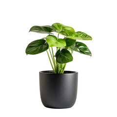 A houseplant in a dark pot