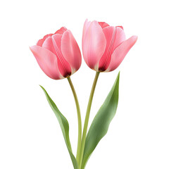 Naklejka premium Two pink tulips on a dark background. Close-up floral image