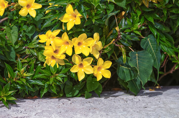 Golden Yellow Daffodils in a Garden.