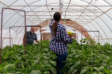 Pretty young farmer woman checking temperature in greenhouse with vegetable seedlings
High...