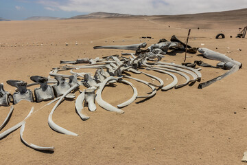Whale skeleton in San Fernando national reserve, Peru