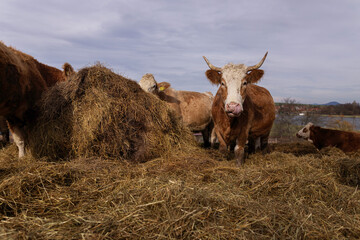 Rustic Farm Scene with Horned Cow Licking Its Nose and Cattle Gathering Around Hay