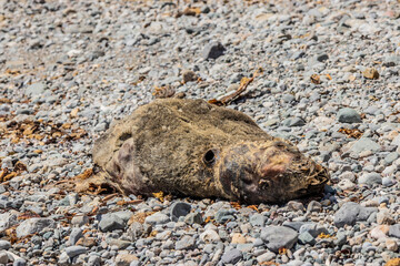 Dead sea lion in San Fernando national reserve, Peru