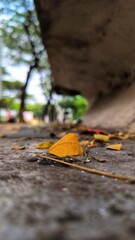 Fallen Autumn Leaf on Concrete Ground, Low Angle View