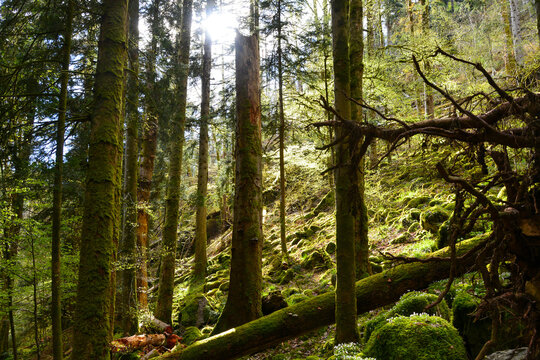 Die Teichschlucht zwischen G&uuml;tenbach und Wildgutach im mittleren Schwarzwald ist ein naturnaher Bachlauf im Bannwald mit vielen kleinen Wasserf&auml;llen moos-bedeckten Granit-Steinbl&ouml;cken