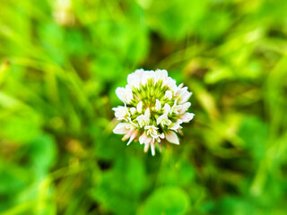 草むらに咲くシロツメクサ