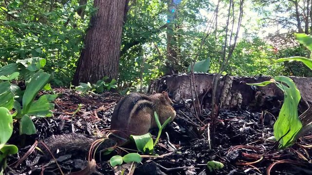 The Siskiyou chipmunk Neotamias siskiyou, beautiful striped rodent collects food in the forest in the suburbs of New Jersey
