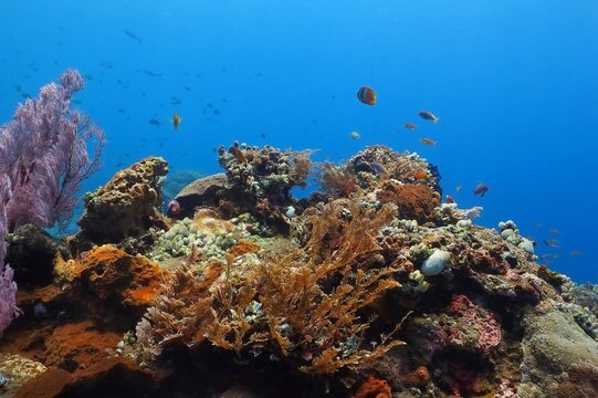 red, dauin, scuba diving, coral, philippines, boracay, palawan, reef, tulamben, corals, flores, underwater photography, scuba, snorkeling, reefs, mindoro, indonesia, water, ocean, paradise, underwater