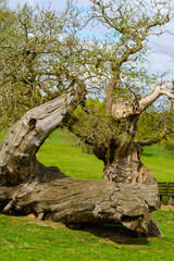 Mature English oak showcases natural hollow formation from decades of weather exposure.