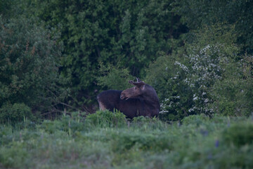 Moose Alces alces countryside bull