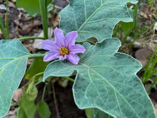 Eggplant plant with large, green leaves and a single purple flower in agriculture field