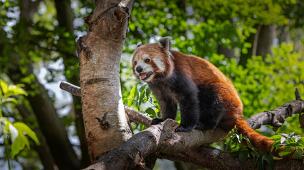 Red Panda or Lesser Panda is walking on a branch. Close up.
