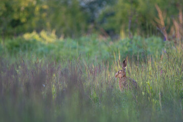 European hare 
