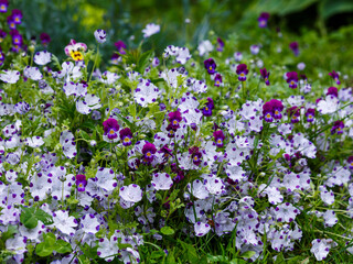 Obraz premium Nemophila maculata is a genus found in the flowering plant family Boraginaceae