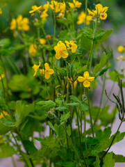 Obraz premium Greater celandine ( Latin- Chelidónium május ) is a species of dicotyledonous plant of the genus Chelidonium of the poppy family Papaveraceae