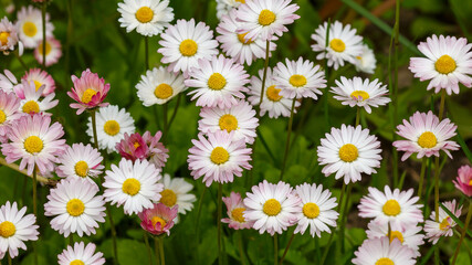 Daisy blossom. The perennial daisy ( Latin:  Bellis perennis ) is a perennial herbaceous plant, a species of the genus Daisy of the family Asteraceae © Flower_Garden