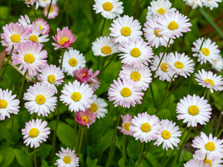 Daisy blossom. The perennial daisy ( Latin:  Bellis perennis ) is a perennial herbaceous plant, a species of the genus Daisy of the family Asteraceae © Flower_Garden
