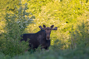 Moose Alces alces countryside bull