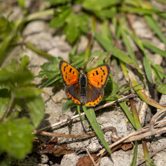 Small copper butterfly on a chalk downland hillside.