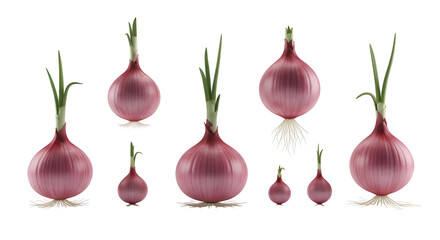 Red Onions: Growing Stages, Transparent Background