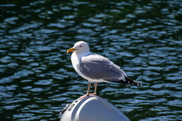 Herring Gull (Larus argentatus), Pembrokeshire, Wales, UK