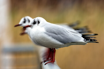 Black-headed Gull (Chroicocephalus ridibundus) at Broadsmeadow Estuary, Dublin – Common in Irish wetlands