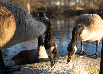 Zwei Kanadagänse fressen Haferflocken
