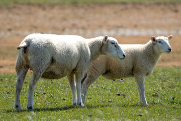 Obraz premium Zwei Schafe stehen auf einer Weide