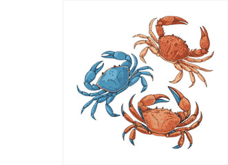 crabs-vector.