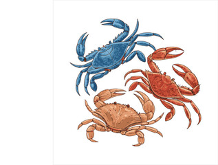 crabs-vector.