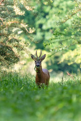 Ein Rehbock in einer Waldlichtung