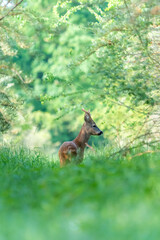 Ein Rehbock in einer Waldlichtung