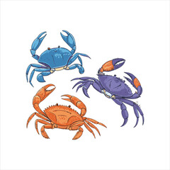 crab  Vector