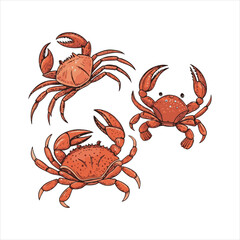 crab  Vector