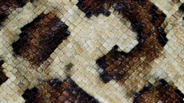 a close up of a snake skin with a pattern of squares