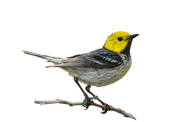 Hermit Warbler (Setophaga occidentalis) Photo, Perched on a Transparent, Isolated PNG Background