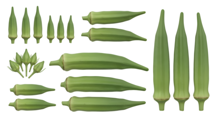 Okra Plant: Growth Stages, Transparent Background