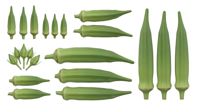 Okra Plant: Growth Stages, Transparent Background