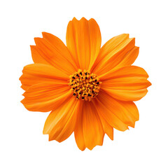 Vibrant orange cosmos flower isolated on transparent background