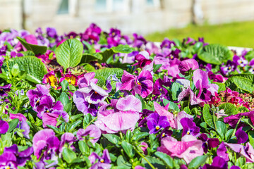 Flowerbed of multi-colored violets in the park.