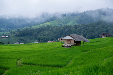 Rural landscape with lush green rice fields and traditional wooden huts nestled in the valley. Mist drifts over distant forested hills, creating a peaceful and refreshing atmosphere.