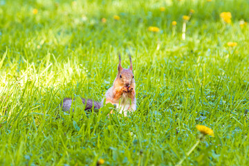 Cute European red squirrel gnaws nuts in the grass.